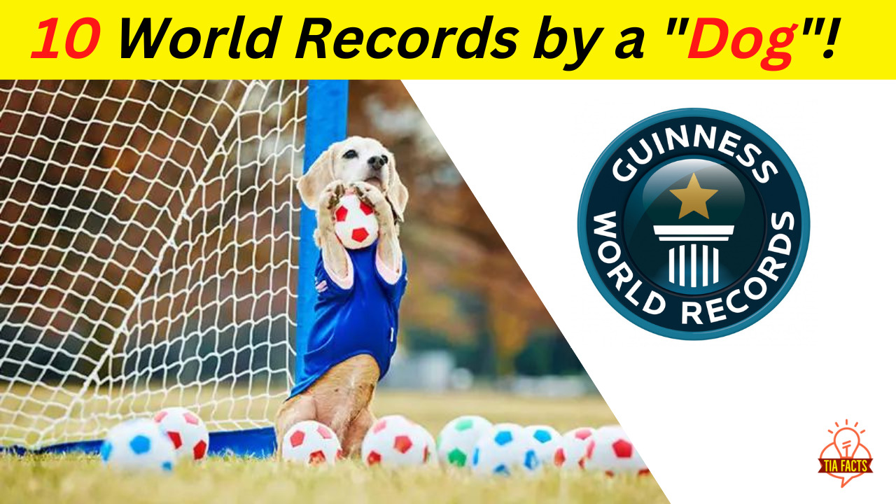 10 World Records by a Dog in Hindi TIA Facts 5